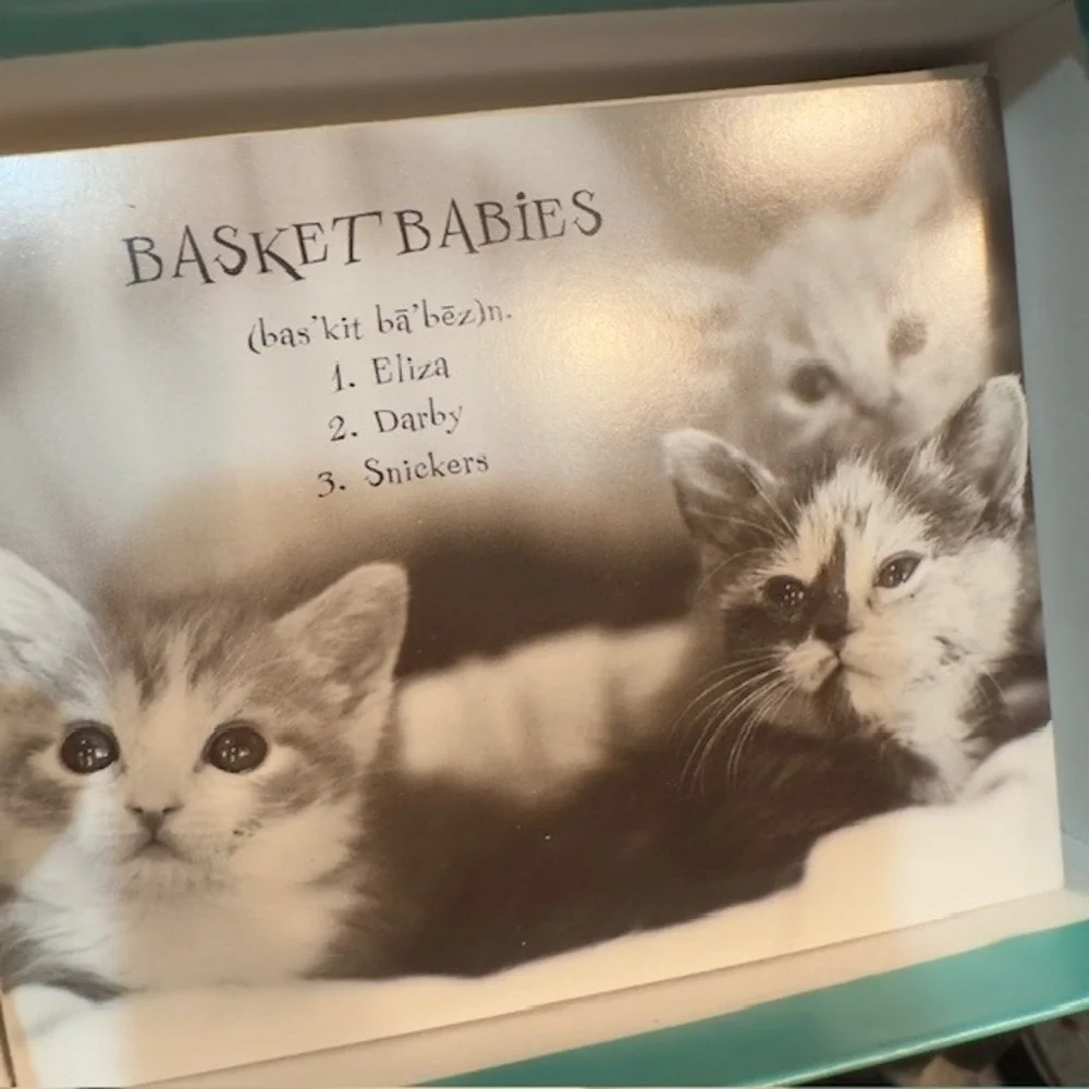 Cationary Meaningful Portraits‎ of Cats Note Cards by Sharon Montrose